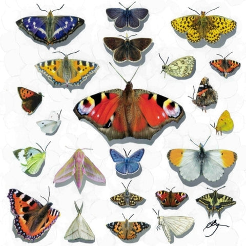 Butterflies 12"×12" Print